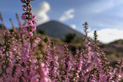 © Getty Images - Fleurs sauvages - Croagh Patrick - Irlande Fleurs sauvages - Croagh Patrick - Irlande