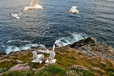 Péninsule de Dingle - Comté de Kerry - Irlande