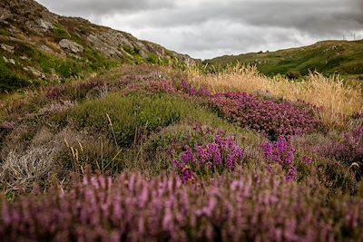 © Thomas Ernst / Alamy / Hemis - Péninsule de Beara - Kerry - Irlande Péninsule de Beara - Kerry - Irlande