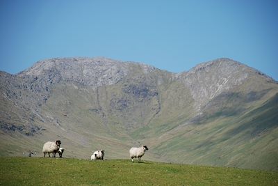 Connemara - Irlande