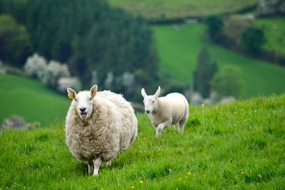 Moutons en Irlande