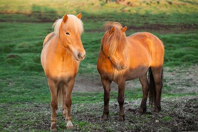 © Quentin Gaudillière - Chevaux islandais sous le soleil de minuit - Islande Chevaux islandais sous le soleil de minuit - Islande