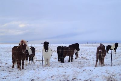 Chevaux islandais