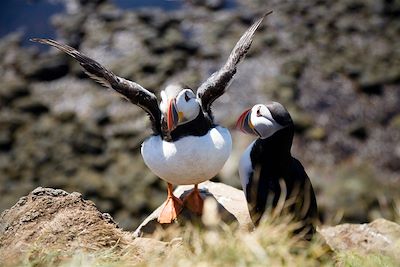 Macareux moine - Islande