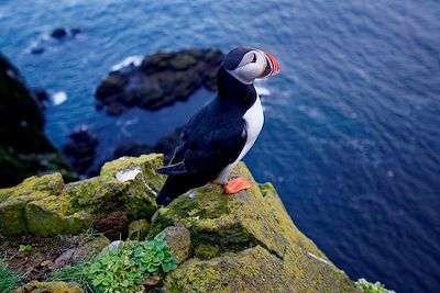 Macareux – Islande 