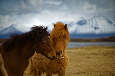 © Antonin Bergerat - Chevaux islandais – Islande Chevaux islandais – Islande