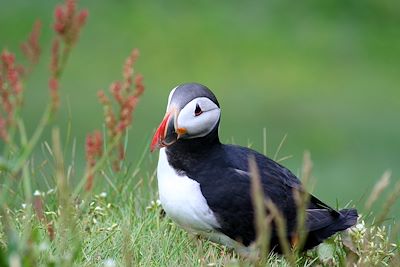 © Bertrand Jouanne / Simnet - Islande Islande