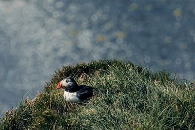 © Max Woxberg - Macareux - Islande Macareux - Islande