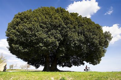 Un chêne vert séculaire vers le village de Lucignano - Toscane - Italie