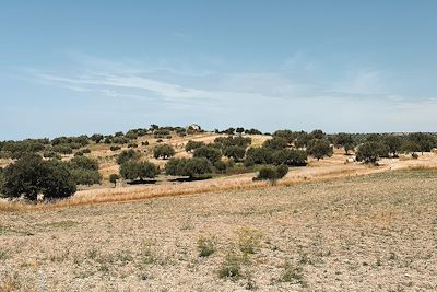 Campagne - Sicile - Italie