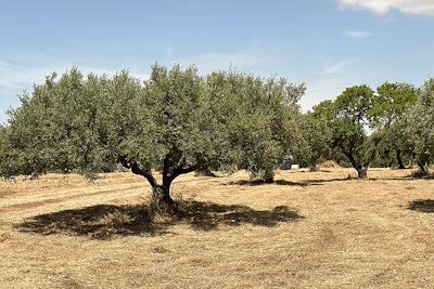 Oliveraie - Sicile - Italie