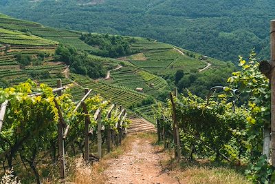 Vignes - Trento - Italie