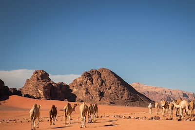 © Delphine Sinanian pour Terres d'Aventure - Chameaux - Wadi Rum Chameaux - Wadi Rum