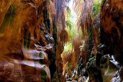 Le Wadi Ibn Hammad - Jordanie