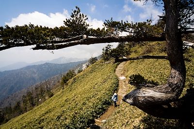 Vers le mont Ishizuchi (1982 m) - île de Shikoku - Japon