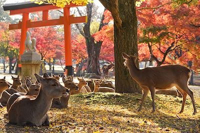 © minatocamera / Adobe Stock - Parc de Nara - Japon Parc de Nara - Japon