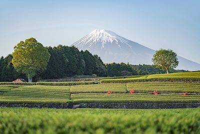 Plantations de thé avec vue sur le Mont Fuji - Obuchi Sasaba - Préfecture de Shizuoka  - Japon