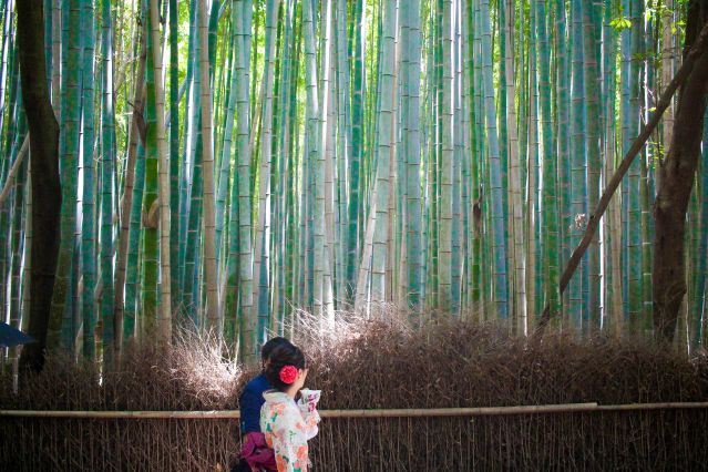 Bambouseraie d Arashiyama à Kyoto - Japon