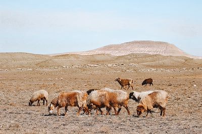 Désert du Mangyastau - Kazakhstan 