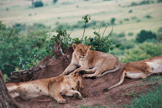 Voyage Lacs et Masaï Mara en famille