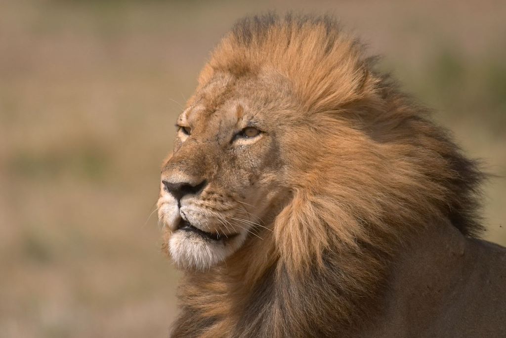 Voyage Kenya, la terre des lions 2