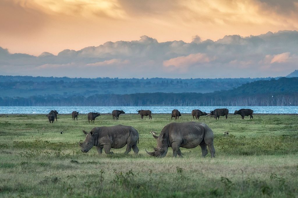 Voyage Kenya, la terre des lions 3