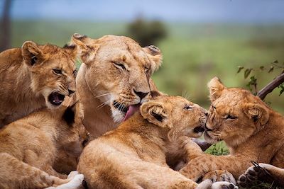 Kenya, la terre des lions