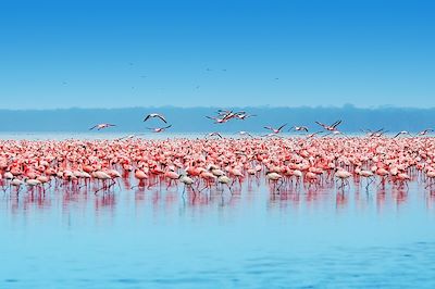 Voyage Kenya, la terre des lions 1
