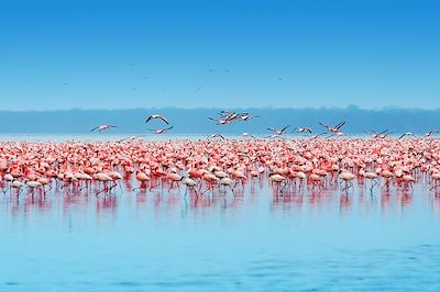 Flamants roses sur le lac Nakuru - Kenya