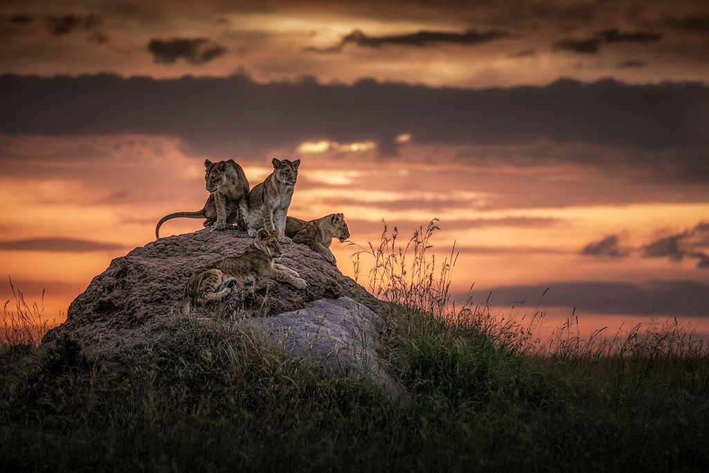 Kenya, la terre des lions