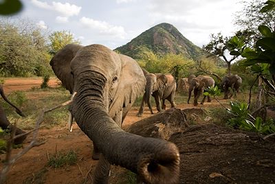 Parc national de Tsavo - Kenya