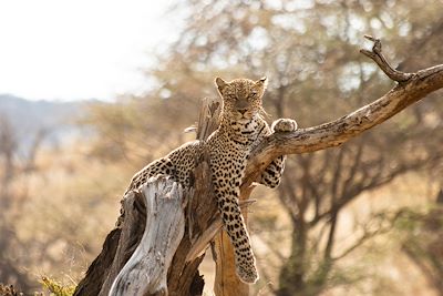 Voyage Masai Mara