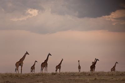 © Michel Laplace-Toulouse - Réserve du Massai Mara - Vallée du Rift - Kenya Réserve du Massai Mara - Vallée du Rift - Kenya