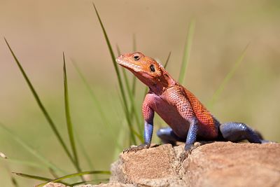 Réserve du Massai Mara - Vallée du Rift - Kenya