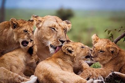 © WLDavies / iStock - Famille de lions dans la Réserve nationale de Masaï Mara - Kenya Famille de lions dans la Réserve nationale de Masaï Mara - Kenya