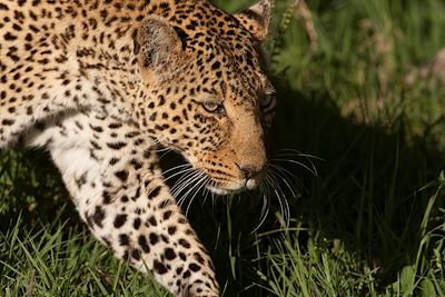 Parc national du lac Nakuru - Vallée du Rift - Kenya