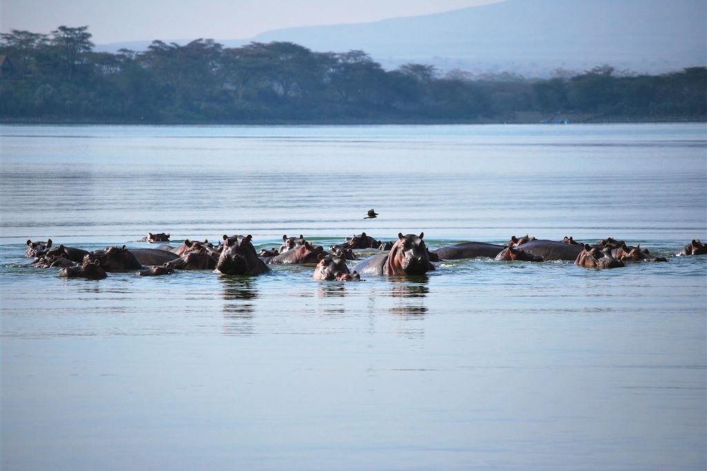 Réserve naturelle de la presqu île de Crescent island - Kenya