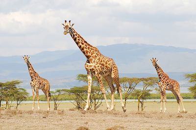 Voyage Safaris & détente au Kenya  3