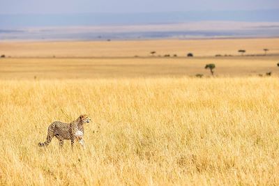 Guépard - Réserve nationale du Masai Mara - Kenya
