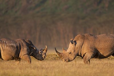 © Michel Laplace-Toulouse - Parc national du lac Nakuru - Vallée du Rift - Kenya Parc national du lac Nakuru - Vallée du Rift - Kenya