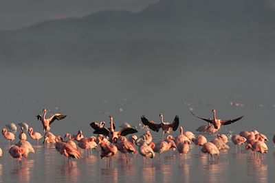 © Michel Laplace-Toulouse - Parc national du lac Nakuru - Vallée du Rift - Kenya Parc national du lac Nakuru - Vallée du Rift - Kenya