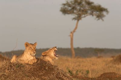 © Michel Laplace-Toulouse - Réserve du Massai Mara - Vallée du Rift - Kenya Réserve du Massai Mara - Vallée du Rift - Kenya