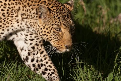 © Michel Laplace-Toulouse - Parc national du lac Nakuru - Vallée du Rift - Kenya Parc national du lac Nakuru - Vallée du Rift - Kenya
