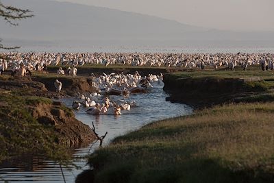 © Michel Laplace-Toulouse - Parc national du lac Nakuru - Vallée du Rift - Kenya Parc national du lac Nakuru - Vallée du Rift - Kenya