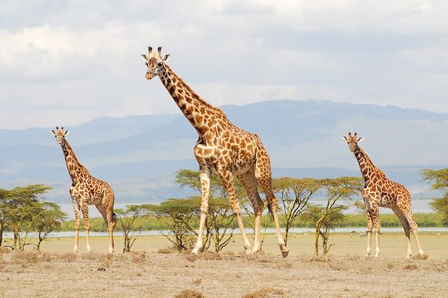 Safari Kenya Masaï Mara