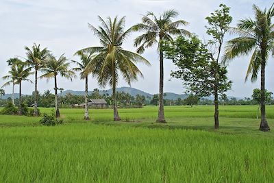 Rizières - Kep - Cambodge