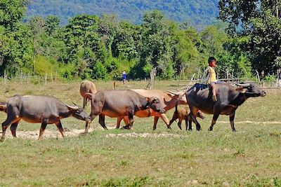 Ratanakiri - Province du Nord-Est - Cambodge