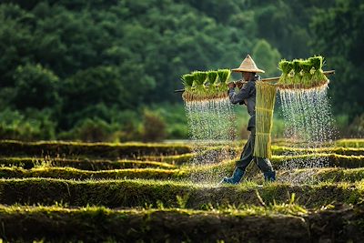 Agriculteur dans une rizière - Cambodge