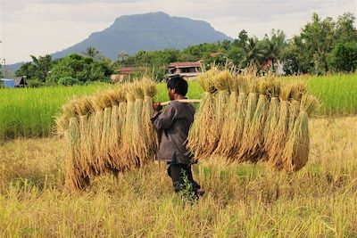 Récolte du riz - Laos