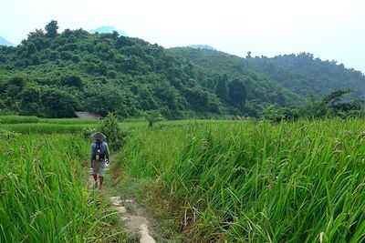 Randonnée à travers les rizières - Région de Nong Khiaw et Muang Ngoi - Laos